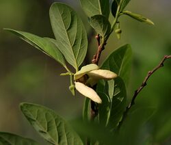 Annona squamosa (Custurd Apple) flower in Hyderabad W IMG 7408.jpg