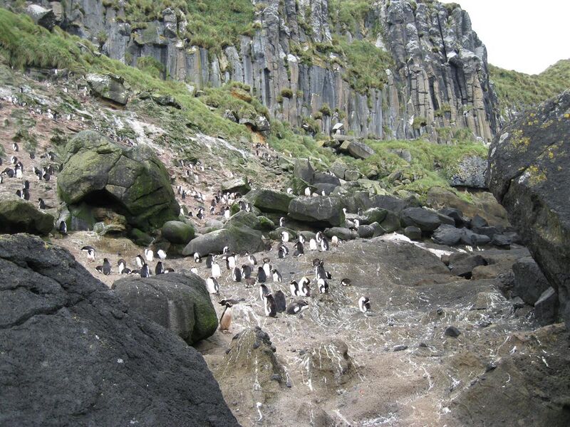 File:Antipodes Penguin.JPG