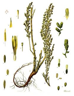 Artemisia cina - Köhler–s Medizinal-Pflanzen-165.jpg