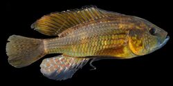 Astatoreochromis-straeleni-Malagarazi-GB.jpg