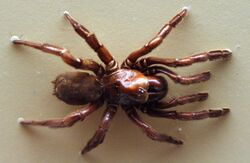 AustralianMuseum spider specimen 52.JPG