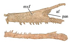 Austroraptor maxilla & dentary.jpg