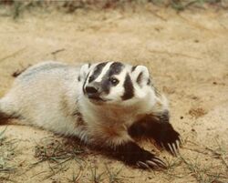 Badger laying on ground. - DPLA - 0335977b4d1504edc799834081ca4fd5.jpg