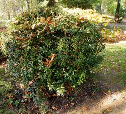 Berberis gagnepainii (2).JPG