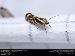 Bird Dropping Moth (Noctuidae, Spragueia magnifica) (29526976501).jpg