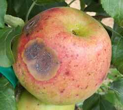 Bitter rot on a Honeycrisp apple.jpg