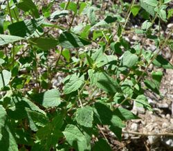 Brickellia grandiflora 3.jpg