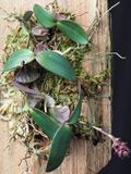 Bulbophyllum aggregatum (34241590440).jpg