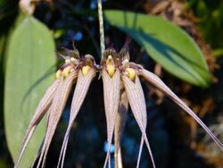 Bulbophyllum macraei Frutigen 2.jpg