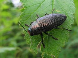 Buprestoidea - Buprestis lyrata.jpg