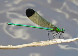 Calopteryx dimidiata 31166030.jpg