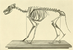 Canis latrans orcutti.png