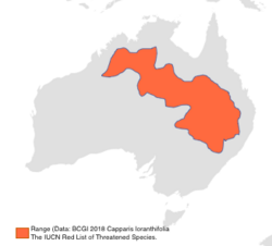 Capparis loranthifolia locator map.png