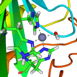 Carbonic anhydrase 1CA2 active site.png