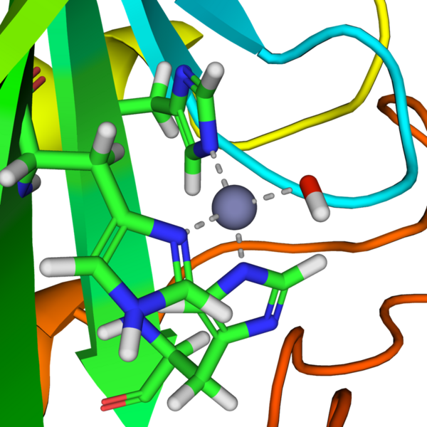 File:Carbonic anhydrase 1CA2 active site.png