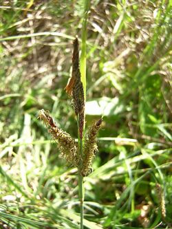 Carex trinervis inflorescens (2).jpg