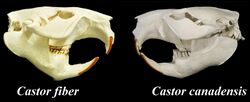 Castor fiber vs. Castor canadensis skulls.jpg