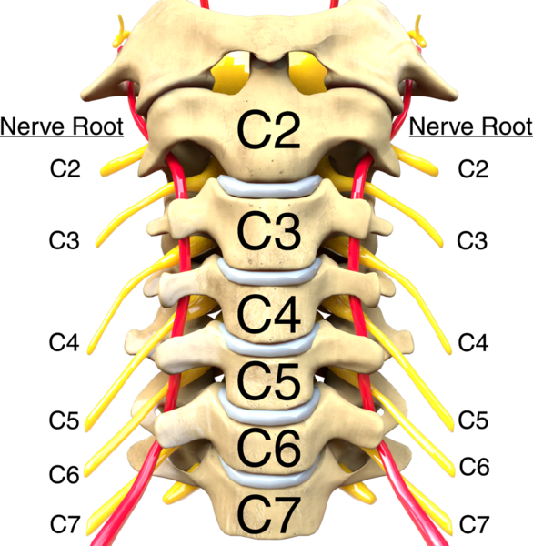 File:Cervical Spine Computer Generated Labeled.png