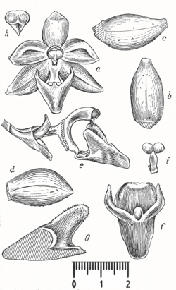 Chroniochilus minimus as C. tjidadapense drawing scale.png