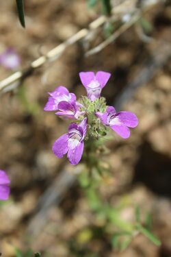 Collinsia tinctoria (Flickr 48071548498).jpg