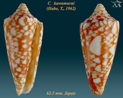 Conus kawamurai 2.jpg