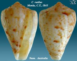 Conus rutilus 1.jpg