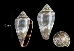 Conus santanaensis 001.jpg