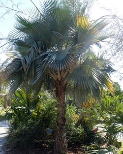 Copernicia hospita - Naples Botanical Garden - Naples, Florida - DSC00041.jpg