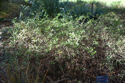 Coprosma pumila 'Verde Vista' - Leaning Pine Arboretum - DSC05818.JPG