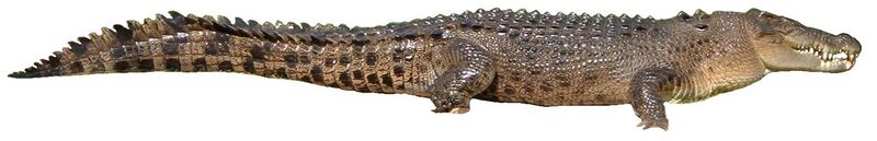 File:Crocodylus porosus white background.jpg