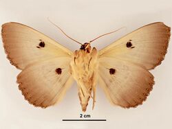 Dasypodia selenophora male ventral.jpg