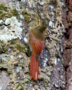 Deconychura longicauda - Long-tailed Woodcreeper.JPG