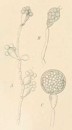 Die Natürlichen Pflanzenfamilien, Teil I, Abt. 1 S. 102 (cropped).jpg