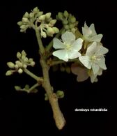 Dombeya rotundifolia-flowers.jpg
