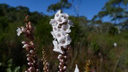 Epacris microphylla flower.jpg