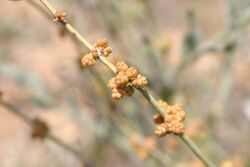 Ephedra-nevadensis-cones.jpg