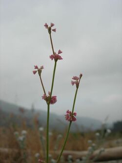 Eriogonum davidsonii.jpg