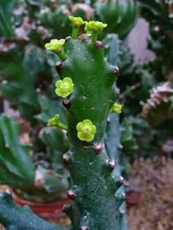 Euphorbia mayurnathanii 001.JPG