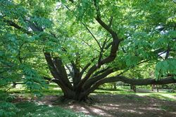 Fagus engleriana - Morris Arboretum - DSC00475.JPG