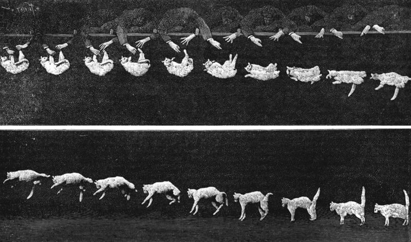 File:Falling cat 1894.jpg