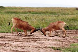 Fighting Hartebeest.jpg