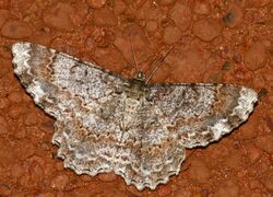 Geometrid Moth (Epimecis detexta) (40318050834).jpg