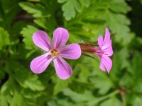 Geranium Robertianum - Detail - Blossom.jpg