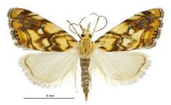 Glaucocharis selenaea female.jpg