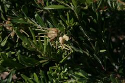 Grevillea granulosa2.JPG