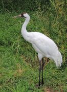 White crane with black face and red top of head