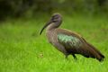 Hadeda Ibis Portrait.jpg