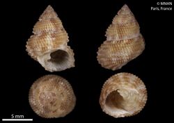 Herpetopoma barbieri (MNHN-IM-2000-5297).jpeg
