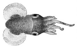 Heteroteuthis hawaiiensis1.jpg