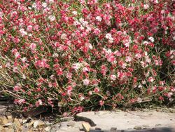 Hypocalymma angustifolium prostrate form.jpg